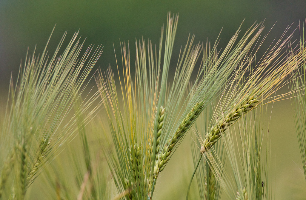 Burkina Faso : Suspension des importations de farine de blé sur toute l’étendue du territoire.