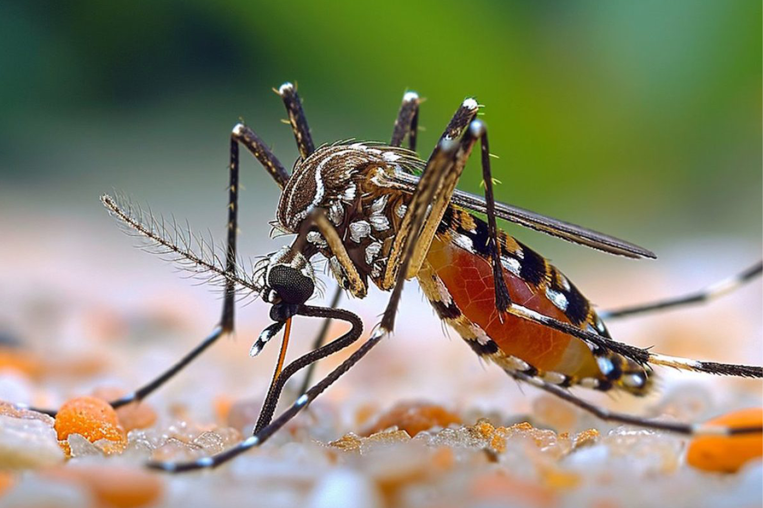 Côte d’Ivoire : 2621 cas suspects de dengue détectés.